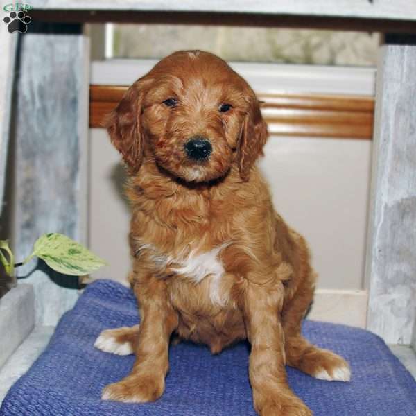 Billy, Goldendoodle Puppy